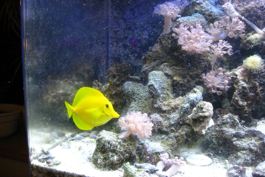 ../image/yellow tang.jpg